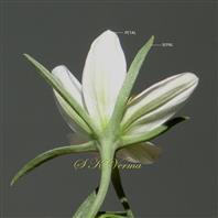  Flower (Lower view)
